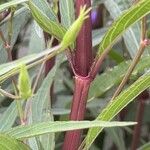 Ruellia simplex Rinde
