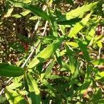 Berberis veitchii Leaf