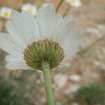 Leucanthemum pallens Fiore