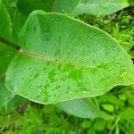 Asclepias variegata Лист