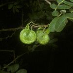 Machaerium lunatum Fruit