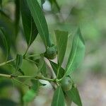 Alibertia edulis Fruit