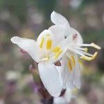 Lonicera fragrantissima Other