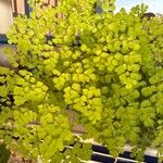 Adiantum raddianum葉