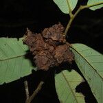 Neostenanthera neurosericea Fruit