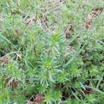 Galium mollugo List