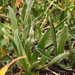 Antennaria carpatica Leaf