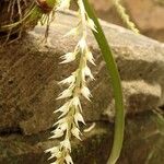 Bulbophyllum calvum Çiçek