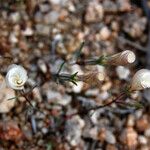 Linanthus dichotomus 整株植物