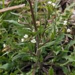 Capsella bursa-pastoris Leaf