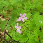 Geranium purpureum花