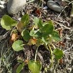 Dichondra micranthaبرگ