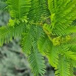 Acacia decurrens 葉