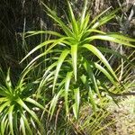 Dracophyllum verticillatum ᱥᱟᱠᱟᱢ