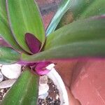 Tradescantia spathaceaFoglia