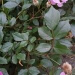 Rosa multiflora Yaprak