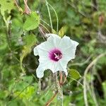 Ipomoea pandurata Flors