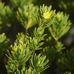 Suriana maritima Flower