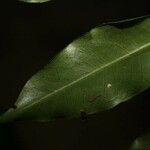 Hirtella bicornis 葉