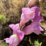 Antirrhinum australe Květ