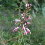 Salvia coccineaFiore