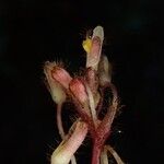 Palisota satabiei Otro