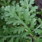 Argyranthemum hierrense Blad