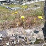 Eriophyllum lanatum 花