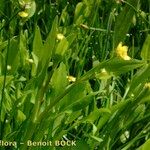 Ranunculus ophioglossifolius Libunga