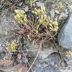 Petrosedum ochroleucum Plante entière