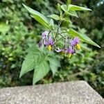 Solanum dulcamaraFlor