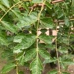 Koelreuteria paniculata Leaf