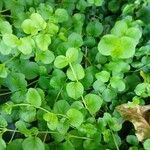 Lysimachia nummularia Leaf