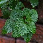 Urtica dioica Leaf