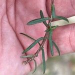 Cistus calycinus Feuille