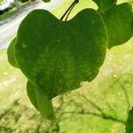 Cercis canadensis Blatt