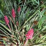 Aechmea distichantha Pokrój