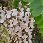 Robinia pseudoacacia Квітка