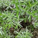 Lavandula angustifolia برگ
