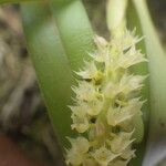 Polystachya polychaete Flower