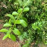 Maytenus canariensis Leaf