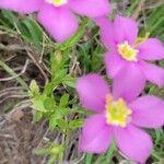 Sabatia campestris Leaf