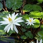 Nymphaea lotus 整株植物
