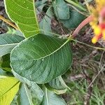 Palicourea rigida Leaf
