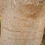 Ficus elastica Rinde