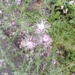 Centaurea stoebe Virág