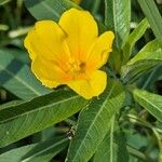 Ludwigia grandiflora Blad