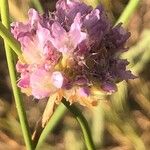 Armeria arenaria Blüte