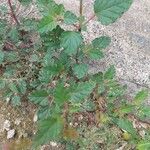 Boerhavia erecta 叶