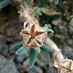 Delosperma harazianum Fruto